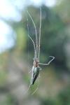 Tetragnatha