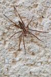 Pisaura mirabilis