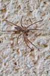 Pisaura mirabilis