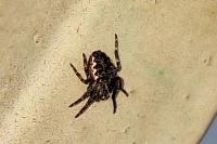 Nuctenea umbratica