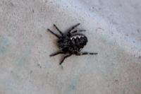 Nuctenea umbratica