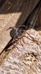 Nuctenea umbratica