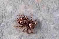 Pseudeuophrys erratica