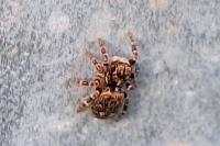Pseudeuophrys erratica