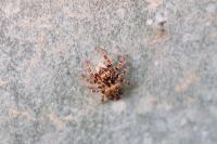 Pseudeuophrys erratica