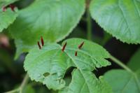Eriophyes tiliae