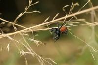 Carrhotus xanthogramma