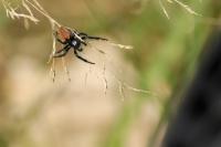 Carrhotus xanthogramma