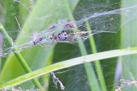 Frontinellina frutetorum