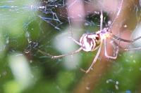 Neriene radiata