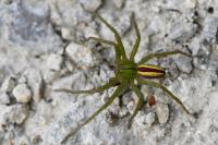 Micrommata virescens