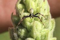 Misumena vatia