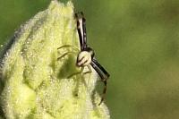 Misumena vatia