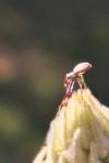 Misumena vatia
