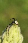 Misumena vatia