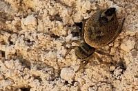 Heliophanus tribulosus