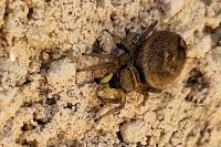 Heliophanus tribulosus