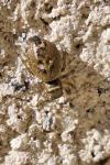 Heliophanus tribulosus