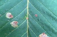 Diaea dorsata