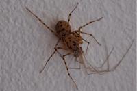 Scytodes thoracica