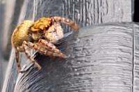 Carrhotus xanthogramma