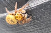 Carrhotus xanthogramma