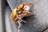 Carrhotus xanthogramma
