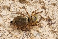 Heliophanus tribulosus