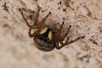 Heliophanus tribulosus