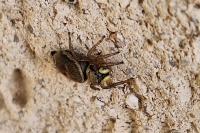 Heliophanus tribulosus