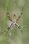 Argiope bruennichi