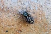 Pseudeuophrys lanigera