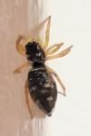 Heliophanus