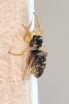 Heliophanus