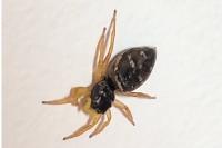 Heliophanus