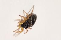 Heliophanus