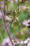 Argiope bruennichi