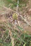Argiope bruennichi