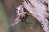 Larinioides