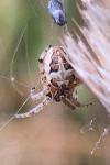 Larinioides
