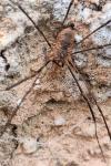 Phalangium opilio