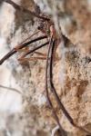 Phalangium opilio