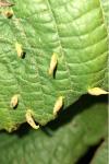 Eriophyes tiliae