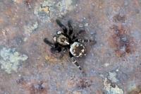 Pseudeuophrys erratica
