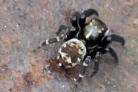 Pseudeuophrys erratica