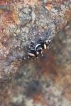 Salticus scenicus