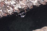 Evarcha arcuata