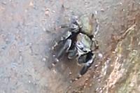 Evarcha arcuata