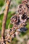Agalenatea redii