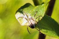 Mangora acalypha